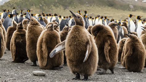 King Penguin Oakum Boy Chicks Aptenodytes Patagonicus At Gold Harbor