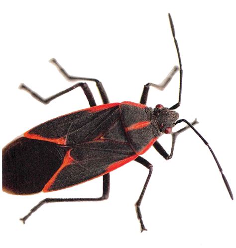 Boxelder Bug Extermination And Pest Control In Toronto