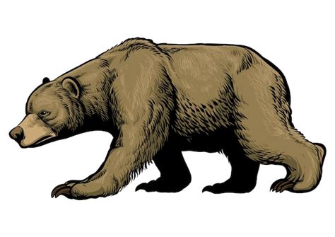 Premium Vector Hand Drawn Brown Grizzly Bear