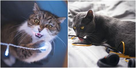 Biting live electrical cords can not only burn, shock or kill a cat, but exposed wires caused from a cats chewing can also be a dangerous fire hazard in your home. How Do I Get My Cat To Stop Chewing On Cords And Wires ...