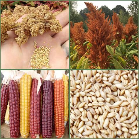 Seed Collections Grow Your Own Grain Organic Adaptive Seeds