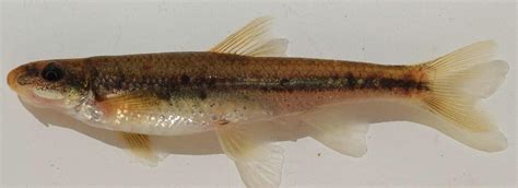 Virginia Tech Ichthyology Class Endemic Fishes Of The New River By