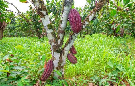 Cacao Tree With Fruit Amazon Rainforest Stock Photo Image Of Cacao