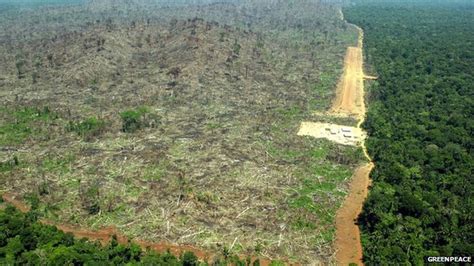 The Rainforest The Rainforest Being Destroyed