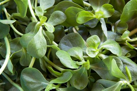 Edible Wild Greens Are Tasty Nutritious And Free Epicurious