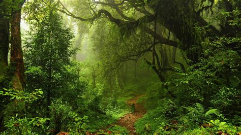 Nature Trees Forest Path Walkway Leaves Moss Mist Rainforest