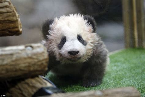 Newborn Pandas Cant Stop Playing With Each Other During Their Debut