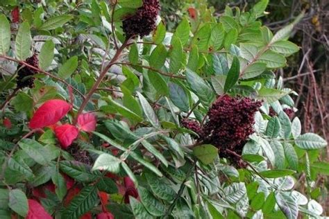 Poison Sumac How To Identify It And What To Do If Youve Been Exposed