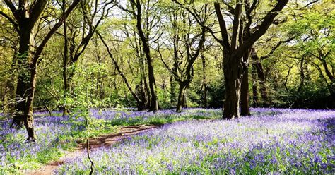 Best woodland walks near me in London