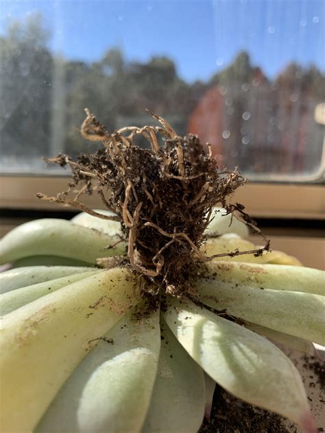 What's the best way to prune an echeveria? My echeveria chihuahuaensis was overwatered so I decided ...