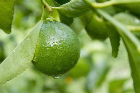 Key/mexican lime, i'd plant it in the ground if you can. Key Lime Tree For Sale | The Tree Center™