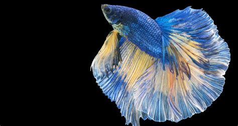 5 Causes Of Vertical Death Hang In Bettas Betta Care Fish Guide
