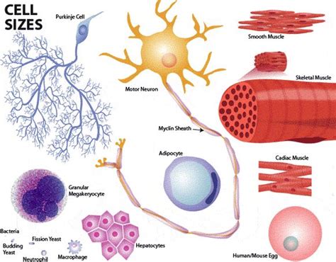 It controls all the processes and. cell sizes | Science cells, Medical laboratory science ...