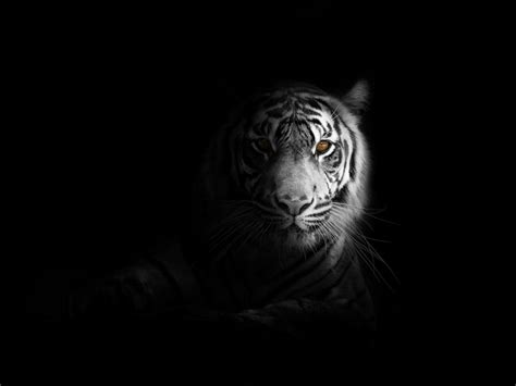 Tiger Big Cat Predator Glance Shadow Black And White Png Free Png