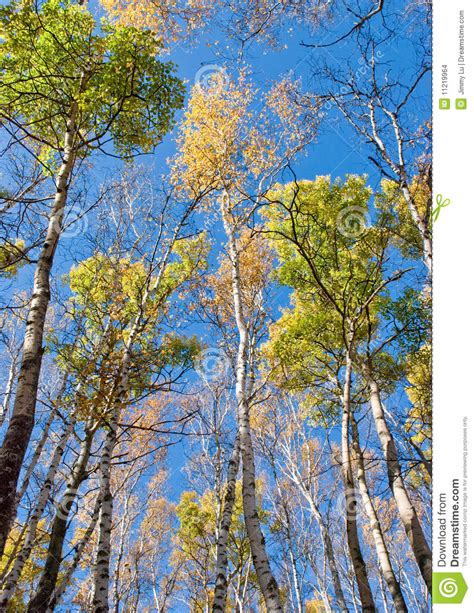 Tall Trees With Yellow Leaves Under Blue Sky Stock Images