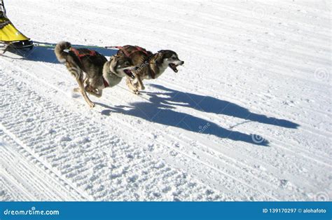 Two Sled Dogs Are Running In The Snow And Pull A Sled Stock Image