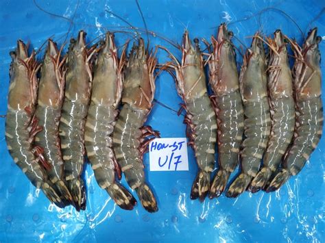 Head On Sea Tiger Prawns Shrimps Best Quali K V Marine Exports
