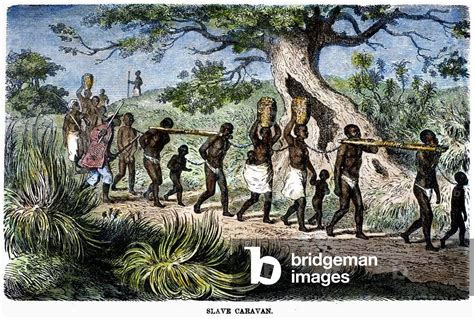 Image Of Slave Trade 19th Century African Captives Yoked In Pairs
