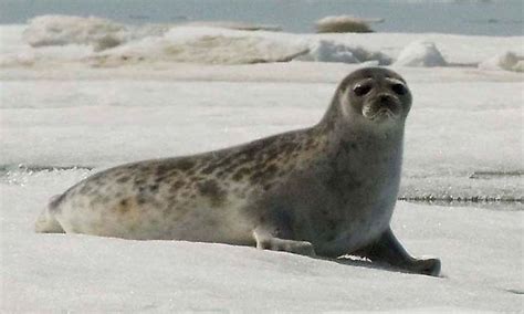 What Animals Live At The North Pole