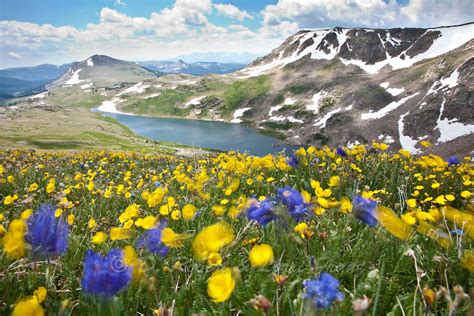 Wildflowers In Alpine Habitat Of The Beartooth Mountains D Robert