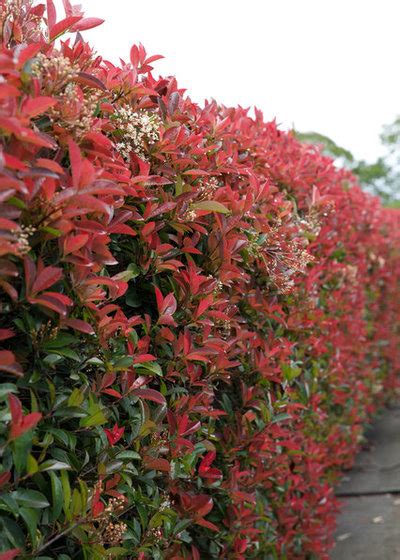 The Top 5 Fast Growing Privacy Plants Houzz Au