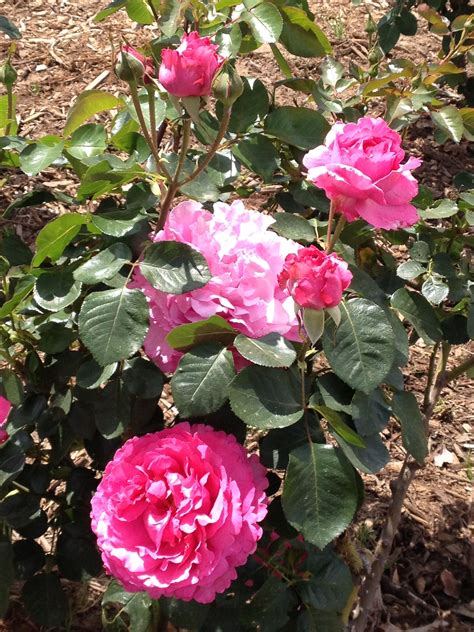 They carry a strong, fresh citrus scent. My favorite rose in my garden is the "Yves piaget" | Flores