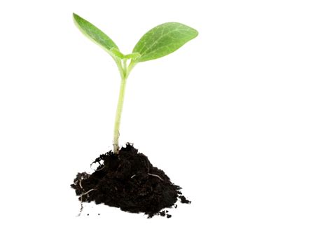 Growing Plants Seedling Sowing Plants Png Download Free
