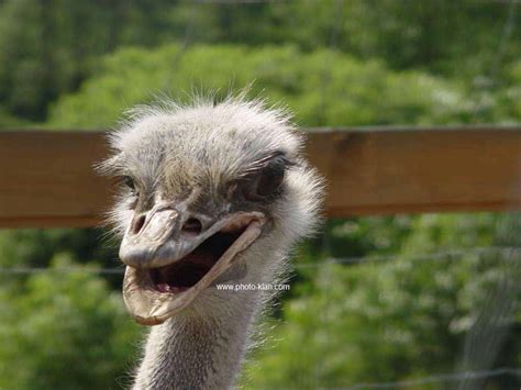 Very Sweet And Cute Animals Funny Ostrich Photos
