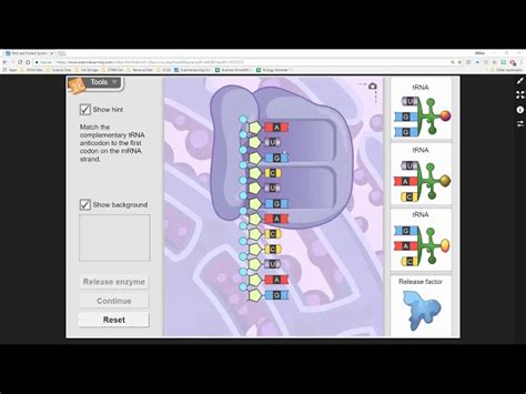 Start studying explore learning gizmo: Rna And Protein Synthesis Gizmo Answer Key Activity A ...