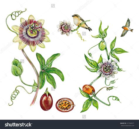 Flor De Maracujá Desenho