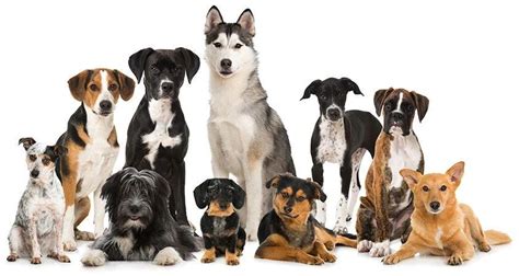Dog Breed Classification With Deep Learning In Simple English And