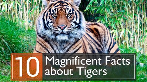 10 Magnificent Facts About Tigers Youtube