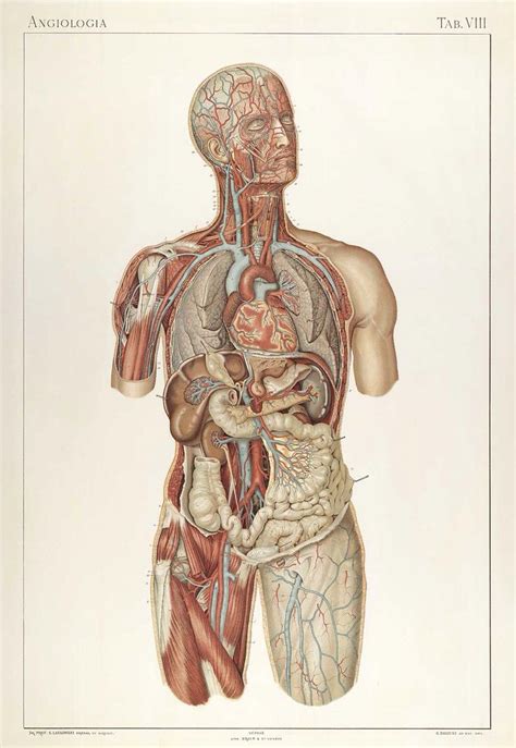 Grabado Anatomie Normale Du Corps Humain Atlas Iconographique De