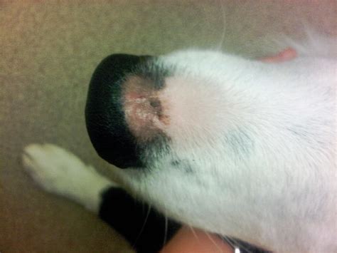How To Help A Dogs Nose That Has Peeled Off
