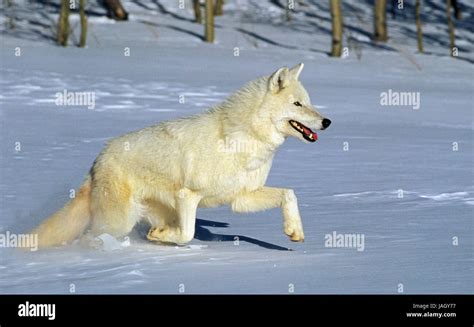Polar Wolf Or Iberian Wolfcanis Lupus Tundra Aroundadult Animalrun