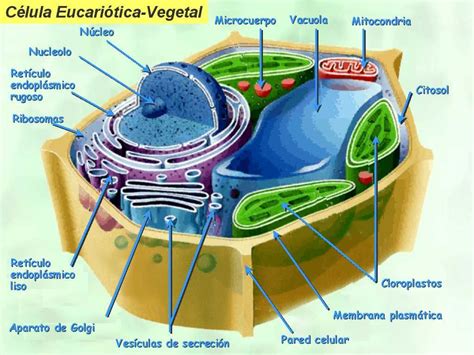 Célula Vegetal Indicando Partes Plant Cell Plant And Animal Cells