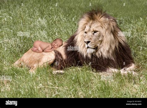Newborn Baby Lion