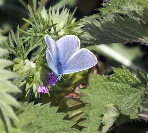 Common Blue Butterfly Naturally