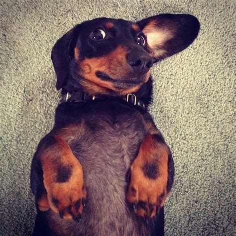Adorable Dachshund Happy Things Dachshund Dogs Animals Weenie Dogs