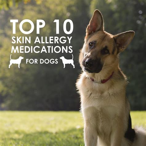 Top 10 Skin Allergy Medications For Dogs Allivet Pet Care Blog Skin