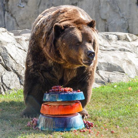 Brookfield Zoo Animals Show Bears Team Spirit Wgn Tv