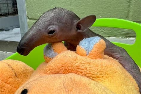 Cincinnati Zoo Announces Death Of Tamandua 1 Week After Animals Birth