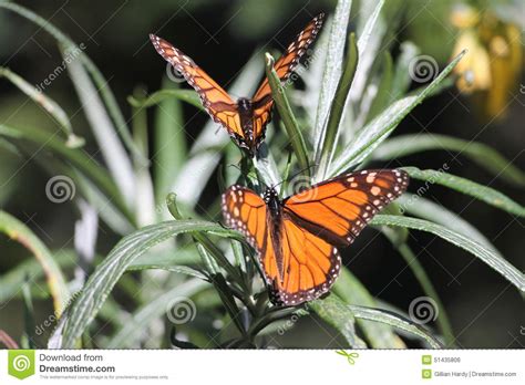 It stars osvaldo benavides, juan manuel bernal, rosa maría bianchi, and irene azuela. Monarch Butterflies Stock Photo - Image: 51435806
