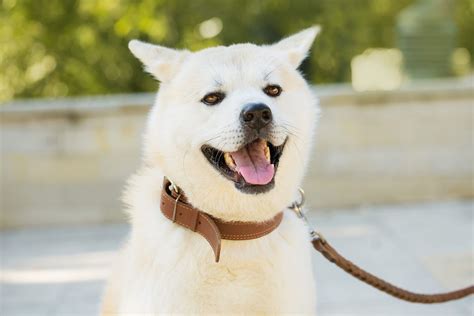 8 Japanese Dog Breeds Shiba Inu Akita Kai Ken And More Daily Paws