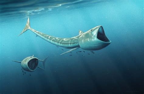 Rhinconichthys Giant Mouthed Prehistoric Fish Discovered In Colorado