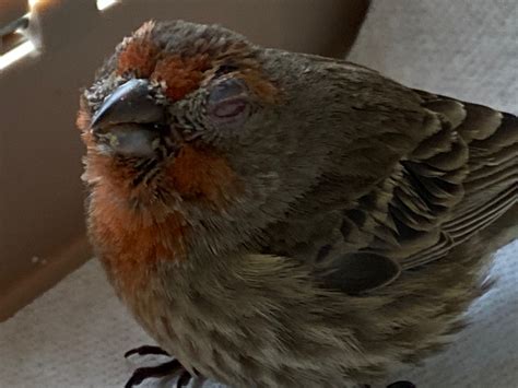 I Found A House Finch With Conjunctivitis Should I Try And Treat It Or