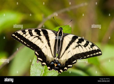 A Western Tiger Swallowtail Butterfly Papilio Rutulus Washington