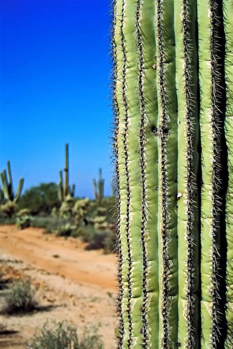 Desert With Cacti Stock Image Image Of America Increase 33345679