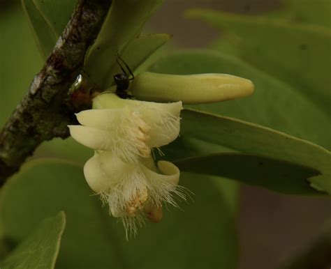 Olacaceae Ximenia Americana L Ameixa Do Mato Floração Ini Flickr