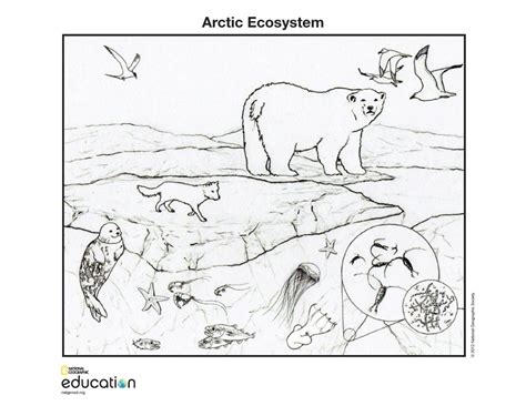 38+ arctic animals coloring pages for printing and coloring. coloring pages - National Geographic Society